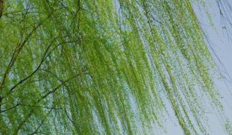 詩(shī)句,解釋