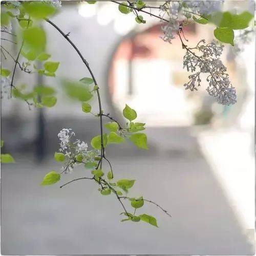關(guān)于春風(fēng)芬芳的詩(shī)句