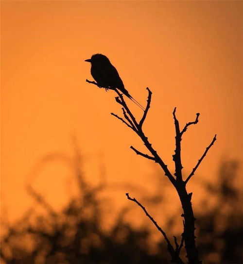 關(guān)于夕陽(yáng)鳥(niǎo)的詩(shī)句古詩(shī)