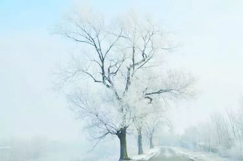 形容樹(shù)掛冰花的詩(shī)句,形容冰雪樹(shù)掛的詩(shī)句,形容冬天樹(shù)掛的詩(shī)句