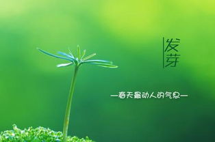 贊美春天喜慶的古詩(shī)句