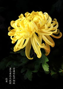 菊花的詩(shī)句古詩(shī)大全,贊美菊花的詩(shī)句古詩(shī)大全,描寫(xiě)菊花的詩(shī)句古詩(shī)大全