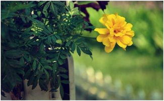 寫(xiě)一句關(guān)于菊花的詩(shī)句嗎