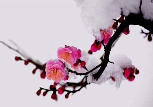 關(guān)于花的詩(shī)句古詩(shī),關(guān)于花的唯美詩(shī)句古詩(shī),關(guān)于春天花的詩(shī)句古詩(shī)