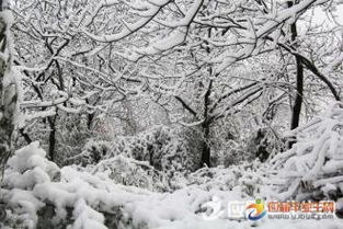 形容樹(shù)枝上的雪的古詩(shī),形容雪大的詩(shī)句古詩(shī),形容雪的古詩(shī)句有哪些