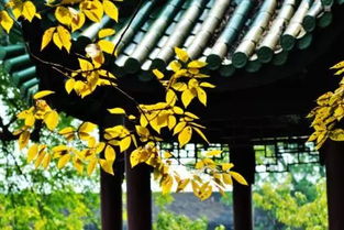 不覺(jué)初秋夜漸長(cháng)相對的古詩(shī)句