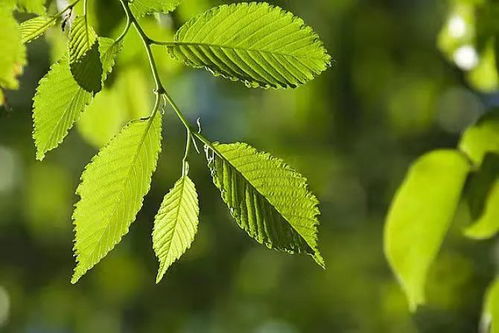 桑榆,詩(shī)句,一詞