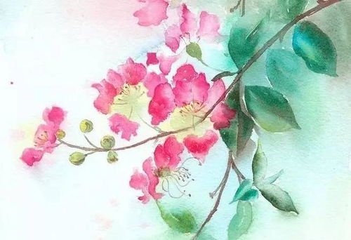 紫薇花古詩(shī)杜牧,紫薇花古詩(shī)白居易,紫薇花古詩(shī)賞析