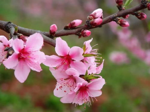 有什么,詩(shī)句,桃花