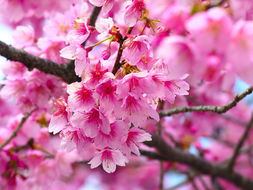 關(guān)于櫻花的詩(shī)句表示無(wú)奈