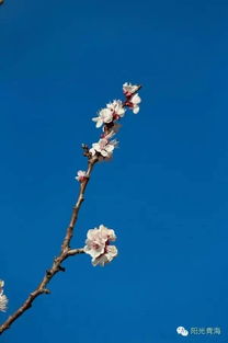 關(guān)于春天藍天的詩(shī)句有哪些