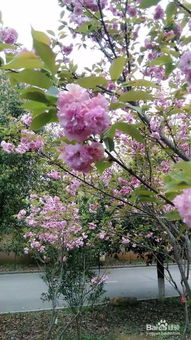 關(guān)于描寫(xiě)花卉的著(zhù)名詩(shī)句