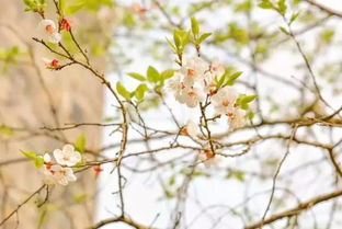 關(guān)于枯萎花的詩(shī)句古詩(shī)