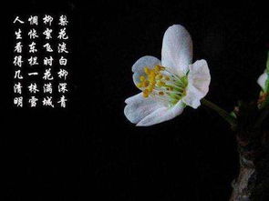 夏天梨花詩(shī)句古詩(shī)