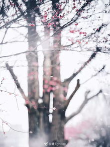 關(guān)于冬天梅花開(kāi)時(shí)的詩(shī)句