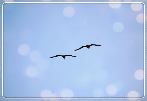 關(guān)于鳥(niǎo)孤獨的詩(shī)句有哪些