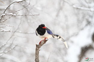 詩(shī)句,鳥(niǎo)兒,雪中