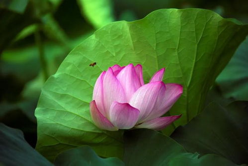 陸游寫(xiě)過(guò)那些關(guān)于讀書(shū)的詩(shī)句