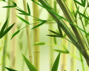描寫(xiě)竹子桃花的詩(shī)句古詩(shī)