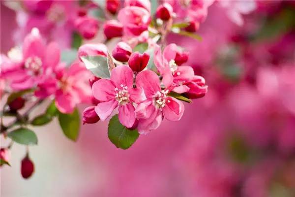 關(guān)于春的詩(shī)句6句