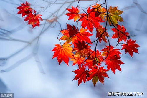 楓葉的相思詩(shī)句古詩(shī)