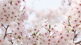 春雨櫻花唯美古詩(shī)句