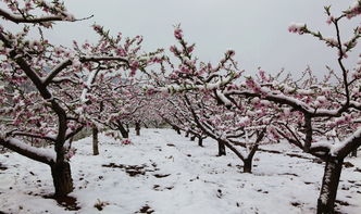 關(guān)于雪中桃花的詩(shī)句