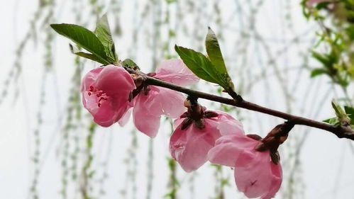 關(guān)于放飛箏詩(shī)句