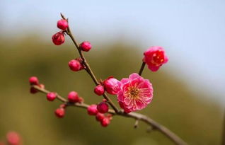 詩(shī)句,冬梅