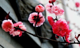 關(guān)于梅花的詩(shī)句樣子