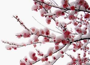 重陽(yáng)節的詩(shī)句古詩(shī)大全五言絕句