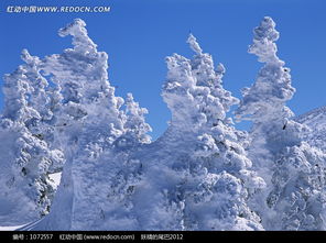 關(guān)于雪覆蓋在松樹(shù)上的詩(shī)句