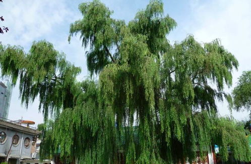 關(guān)于春天和柳樹(shù)的古詩(shī)句
