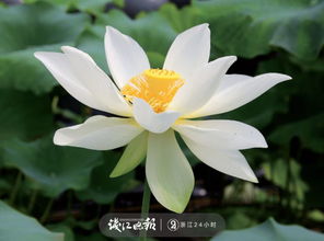 楊萬(wàn)里宿新市徐公店的詩(shī)句,送楊萬(wàn)里詩(shī)句,楊萬(wàn)里描寫(xiě)荷花的詩(shī)句