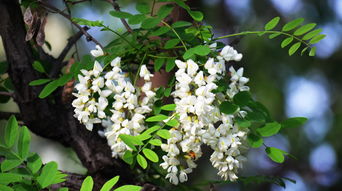 描寫(xiě)槐樹(shù)花古詩(shī)句