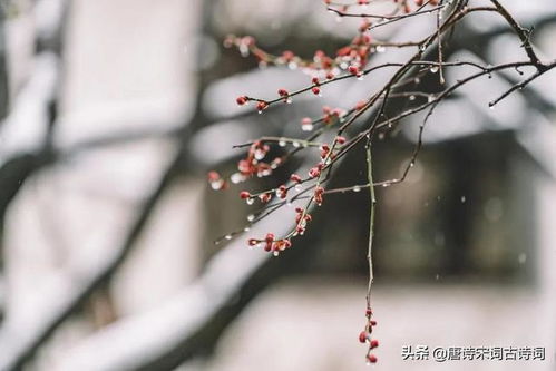 關(guān)于冬雨詩(shī)句古詩(shī),關(guān)于描寫(xiě)冬雨的詩(shī)句古詩(shī),冬雨的詩(shī)句古詩(shī)李賀