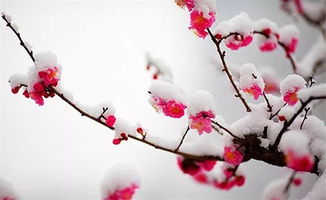 常見(jiàn)關(guān)于雪的詩(shī)句