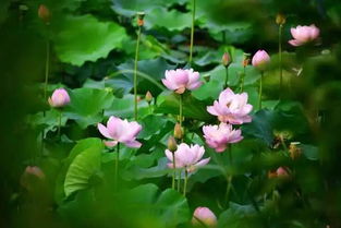 關(guān)于荷花的詩(shī)句何田田