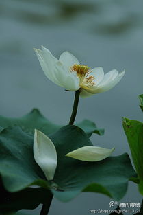 荷花的詩(shī)句古詩(shī)大全,秋天的荷花詩(shī)句古詩(shī)大全,關(guān)于描寫(xiě)荷花的詩(shī)句古詩(shī)大全