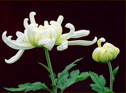 關(guān)于菊柳的詩(shī)句古詩(shī)