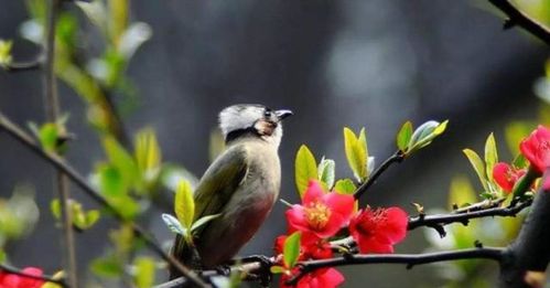 詩(shī)句,夏天