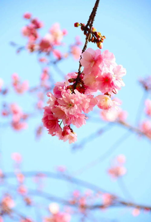 關(guān)于認真愛(ài)的詩(shī)句