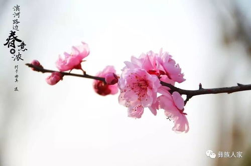 有關(guān)于春花的浪漫的詩(shī)句