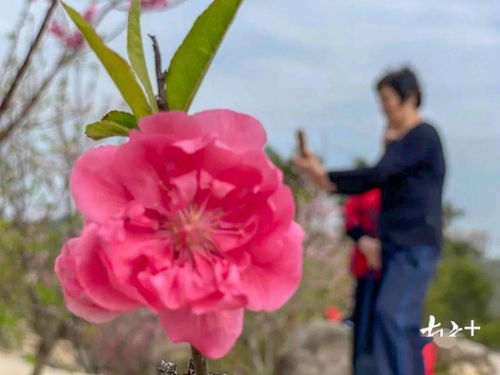 三國以前的含有桃花的古詩(shī)句