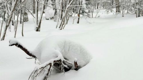 詩(shī)句,詠雪關(guān),于雪