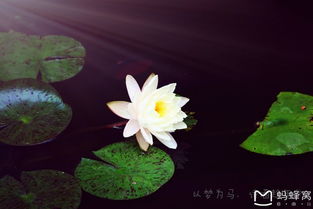 關(guān)于花和酒的詩(shī)句