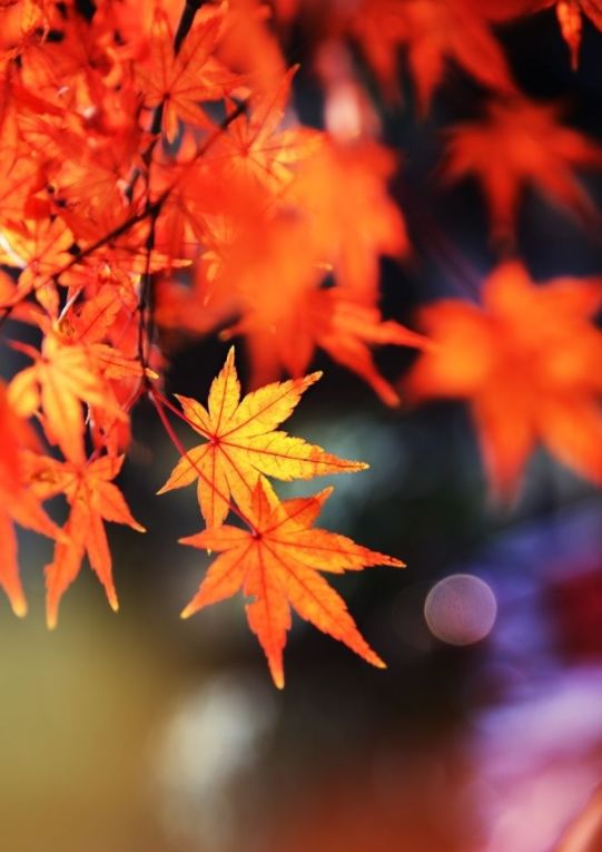 關(guān)于楓葉對花錯的詩(shī)句古詩(shī)