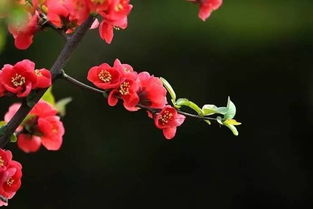 關(guān)于春天花盛開(kāi)的詩(shī)句