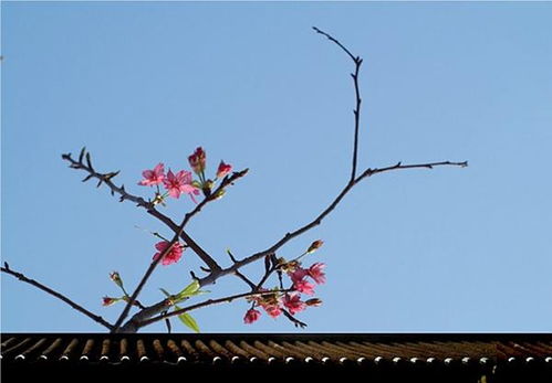關(guān)于春風(fēng)春草的詩(shī)句