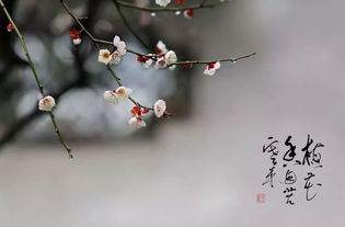 關(guān)于擁有幸福的詩(shī)句